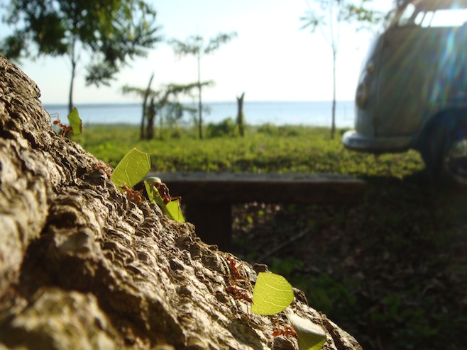 GUA El Remate Ants